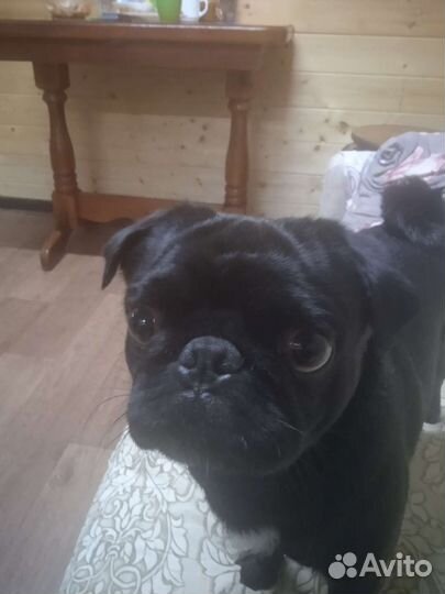 Мопс вязка мальчик