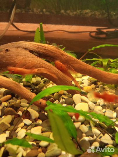 Рыбки,сомики, креветки,растения