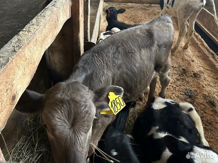 Отпоенные телята