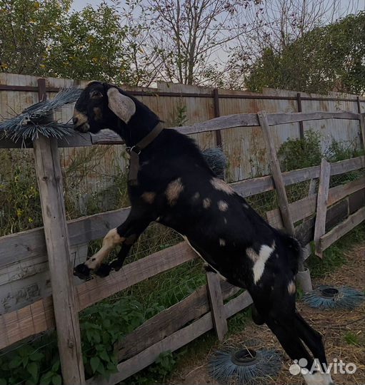 Англо нубийский козел вязка, продажа