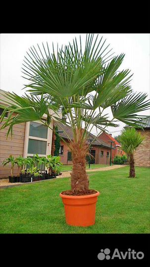 Пальма Трахикарпус