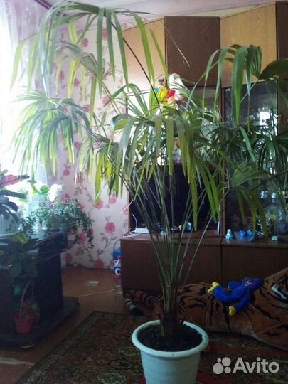 Пальма живая