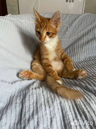 Сибирская кошка