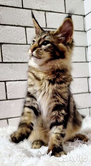 Мейн-кун из питомника