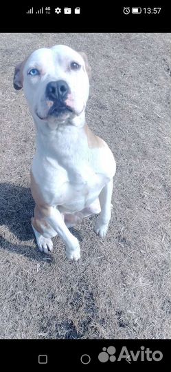 Реальная дрессировка, передержка собак