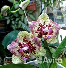 Орхидея