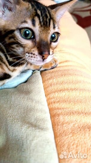 Зеленоглазая красотка