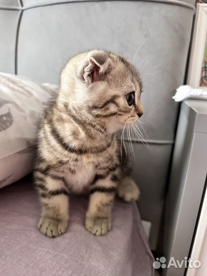 Шотландский котик