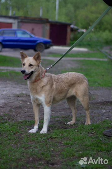 Собака Мася