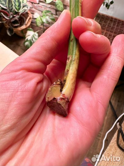 Филодендрон карамель марбл вариегатный и аглаонема