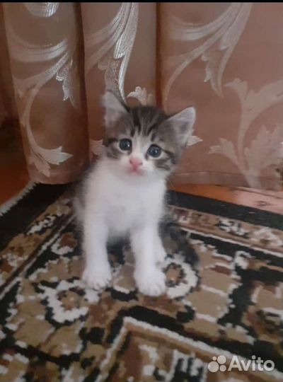 Домашние животные котята