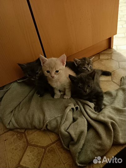 Британские котята