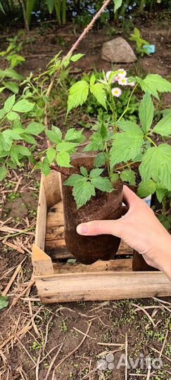 Саженцы ежемалины