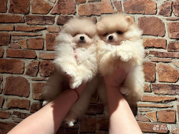 Мини девочки шпицы помы РКФ