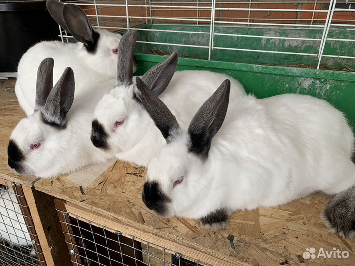 Калифорнийские кролики