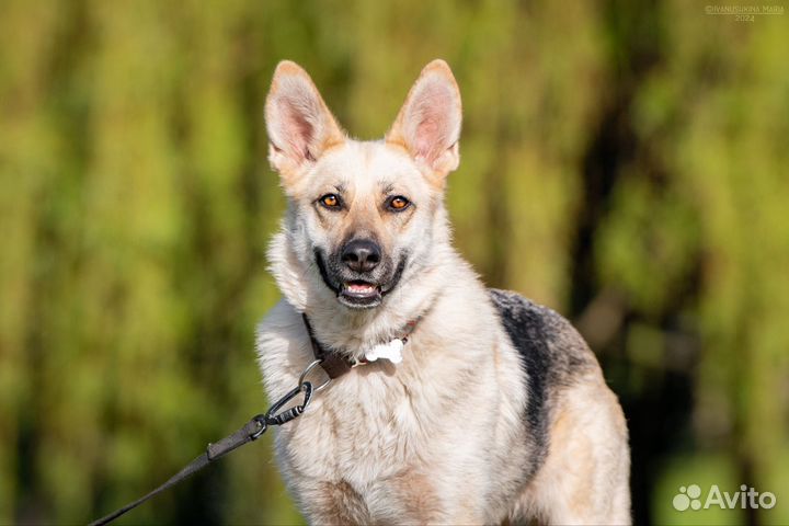 Собака в добрые руки