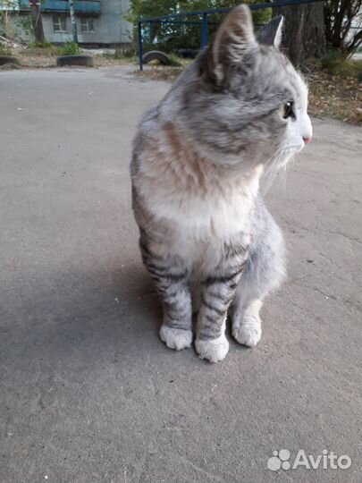 Котик ищет дом