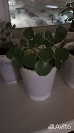 Аихризон дерево любви