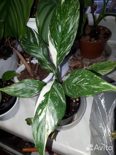 Комнатные растения цветы спатифиллум Домино