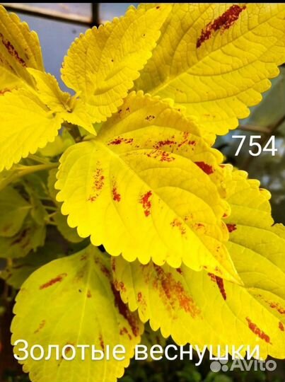 Колеусы новинки