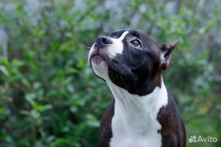 Щенки американский булли