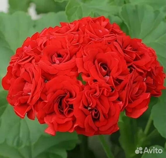 Розебудная пеларгония герань алая