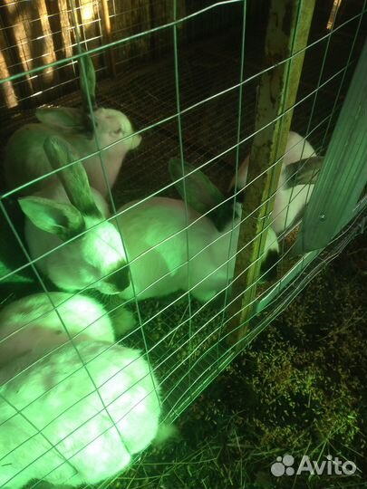 Кролики крольчата