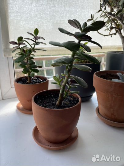 Денежное дерево (крассула толстянка) в горшке