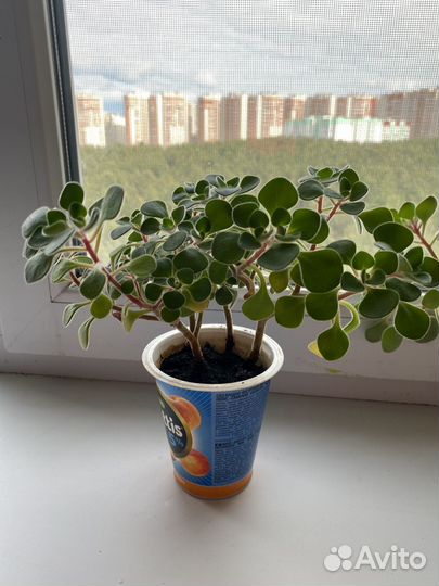 Аихризон дерево любви