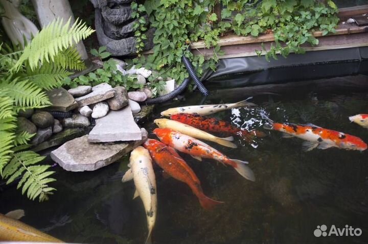 Живая рыба карп кои
