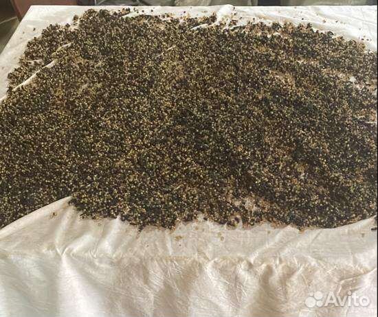 Коконы дендробены