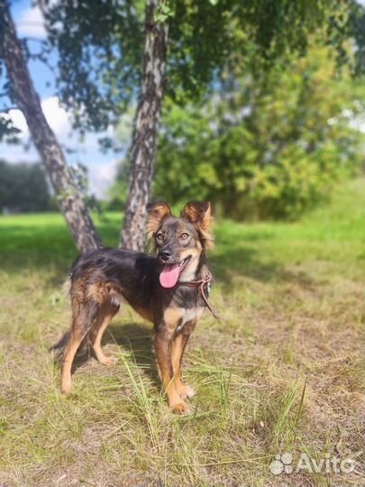 Маленькая домашняя собачка оказалась в приюте