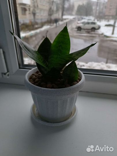 Сансевиерия