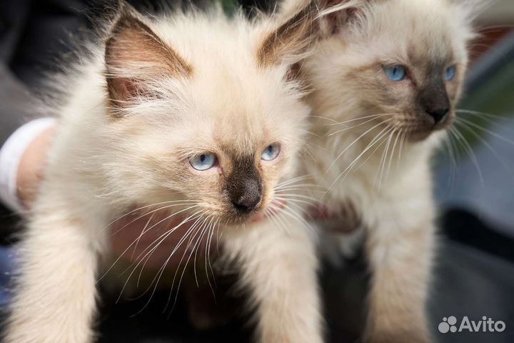 Невская маскарадная кошка
