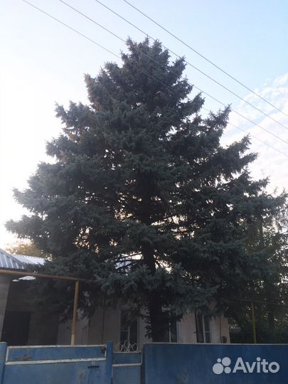 Ель голубая
