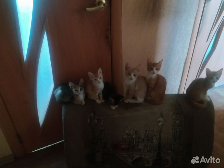 Домашние животные котята рыжии