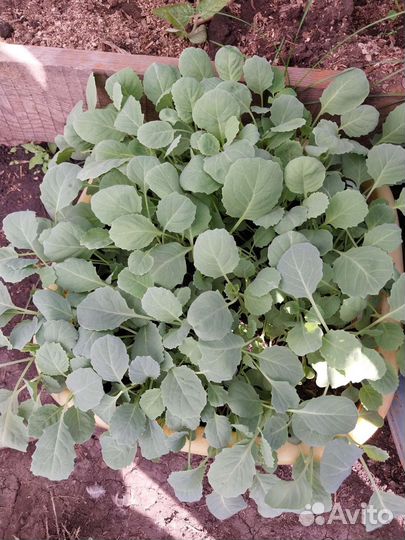 Рассада капусты