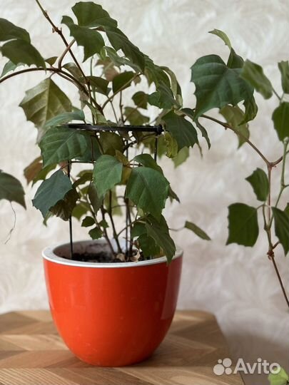 Комнатные растения цветы