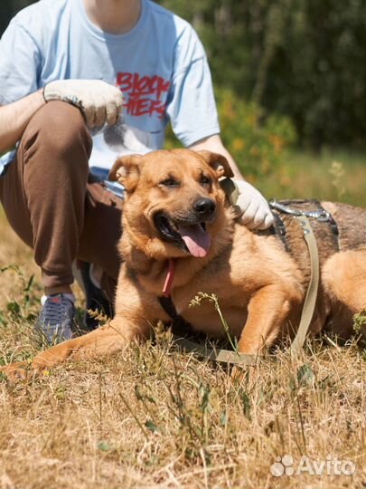 Очень добрая, ласковая собака из приюта