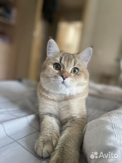 Отдам кота в добрые руки