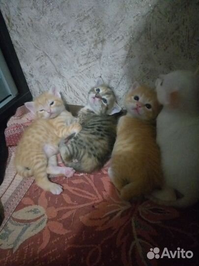 Котята 1.5 мес