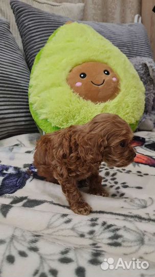 Мальтипу f1 micro