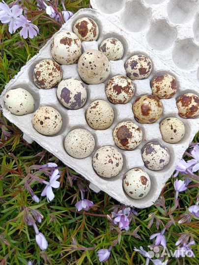 Инкубационное яйцо перепелов Техас