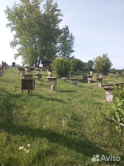 Продается пасека