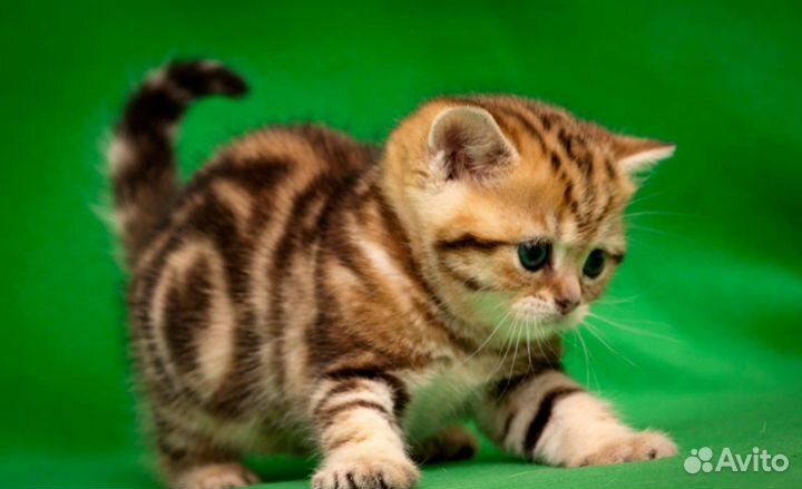 Очень красивые мраморные девочки