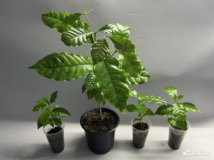 Кофейное дерево арабика