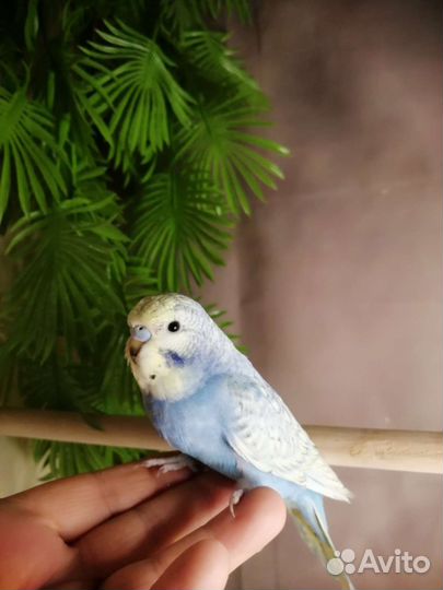 Ручные птенцы вп