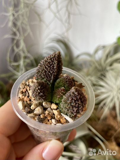 Суккуленты (обновлено)