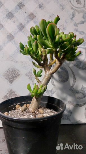 Крассула хоббит