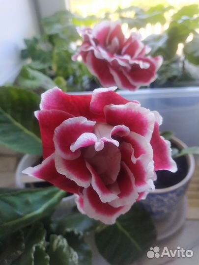 Глоксиния махровая